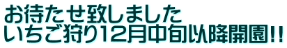 お待たせ致しました いちご狩り12月中旬以降開園!!
